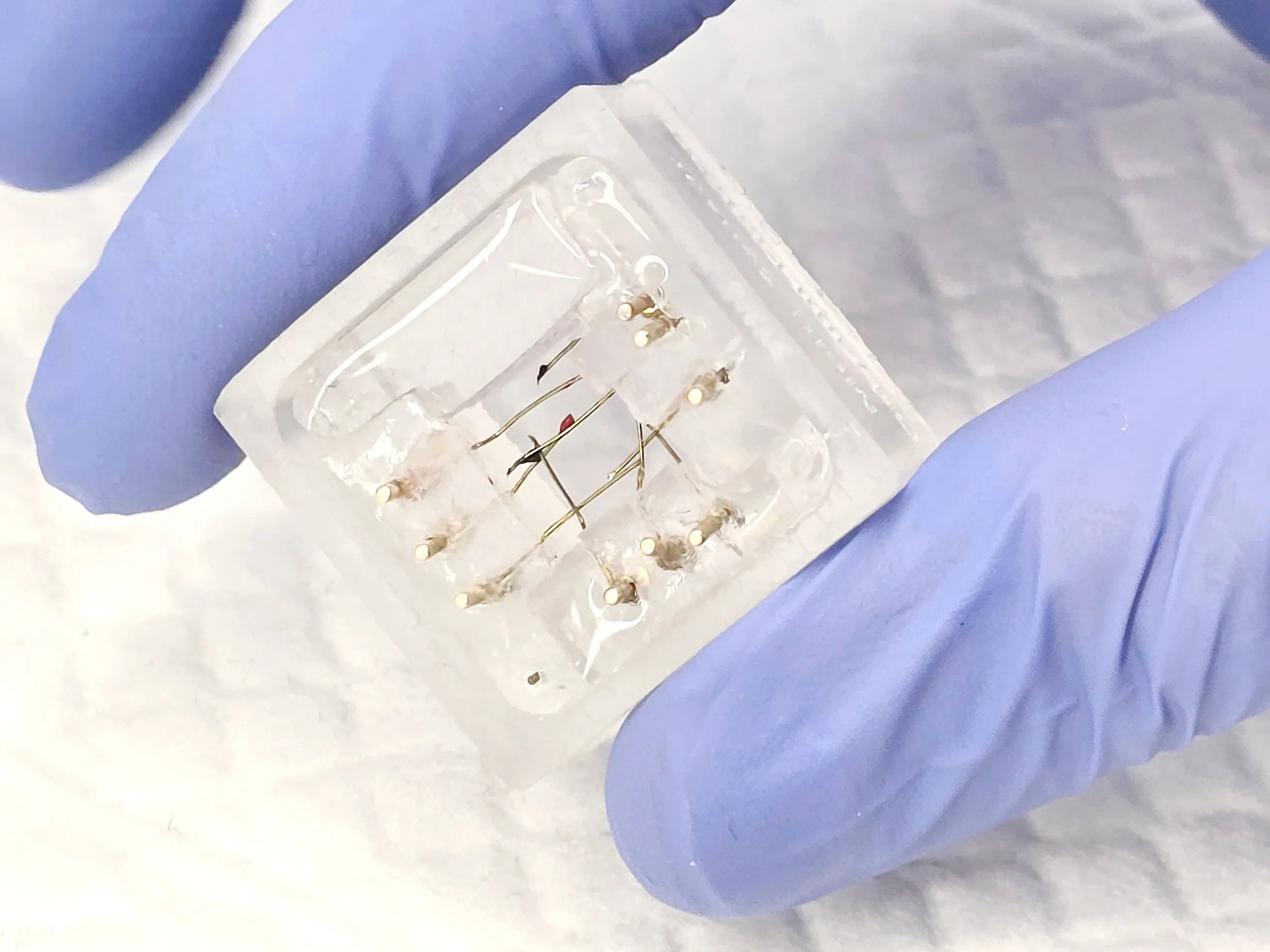 El Origami ayuda a organizar sensores en tejidos bioimpresos Primer plano de unas manos con guantes de látex azules sosteniendo un pequeño dispositivo de laboratorio transparente. El dispositivo contiene varios cables finos y componentes electrónicos internos visibles. El fondo es blanco y desenfocado, lo que resalta el dispositivo y los guantes.