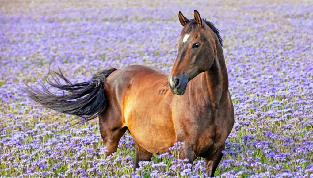 Caballo marrón con una pequeña mancha blanca en la frente, de pie en un campo lleno de flores moradas. El animal mira hacia la derecha mientras su cola ondea al viento, en un entorno natural y colorido.