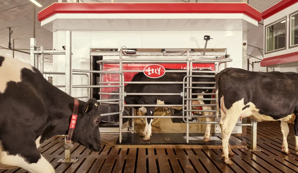 Vacas entrando y saliendo de un sistema automatizado de ordeño Lely Astronaut en una granja lechera moderna. El entorno está limpio y mecanizado, con pisos ranurados y un diseño que permite el acceso individual al equipo.
