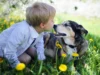 Una terapia contra el cáncer óseo en perros acelera su aplicación en niños Niño pequeño y perro acostados en un prado con flores amarillas, mirándose con cariño mientras están cara a cara.