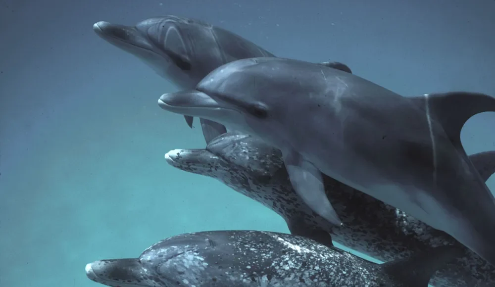Cuatro delfines nadando juntos bajo el agua, alineados en formación. Dos de ellos son delfines moteados del Atlántico, reconocibles por las manchas blancas en su piel, mientras que los otros dos tienen un tono gris liso. La escena transmite una sensación de armonía y movimiento en el entorno marino.