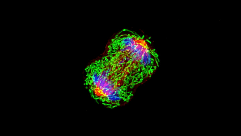 Imagen microscópica de una célula en proceso de división, capturada con tinción fluorescente. Se observan estructuras celulares resaltadas en colores brillantes: filamentos verdes (probablemente microtúbulos), núcleos azulados, y zonas rojas y moradas que indican actividad molecular intensa, posiblemente relacionada con procesos de mitosis o investigación oncológica.