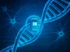 Científicos logran el primer ‘trasplante de comportamiento’ entre especies del mundo Ilustración digital de una cadena de ADN azul con un interruptor luminoso en el centro que muestra la palabra “ON”, simbolizando el encendido o activación de genes, con un fondo de neuronas y números binarios.
