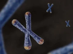 El ADN de mamá y papá se alían para moldear el envejecimiento y las enfermedades desde la concepción Ilustración en 3D de un cromosoma visto en primer plano, de color azul con los extremos anaranjados, sobre un fondo oscuro. En el fondo se distinguen otros cromosomas más pequeños y desenfocados.