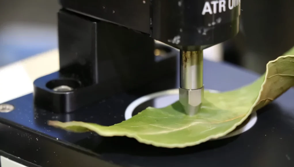 Primer plano de un dispositivo de laboratorio presionando una hoja verde con una sonda metálica, utilizado para medir propiedades físicas o químicas del tejido vegetal en un entorno de análisis científico.