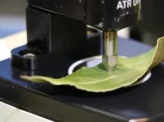 Una nueva técnica de escaneo de hojas permite saber cuándo está maduro el fruto sin tocarlo Primer plano de un dispositivo de laboratorio presionando una hoja verde con una sonda metálica, utilizado para medir propiedades físicas o químicas del tejido vegetal en un entorno de análisis científico.